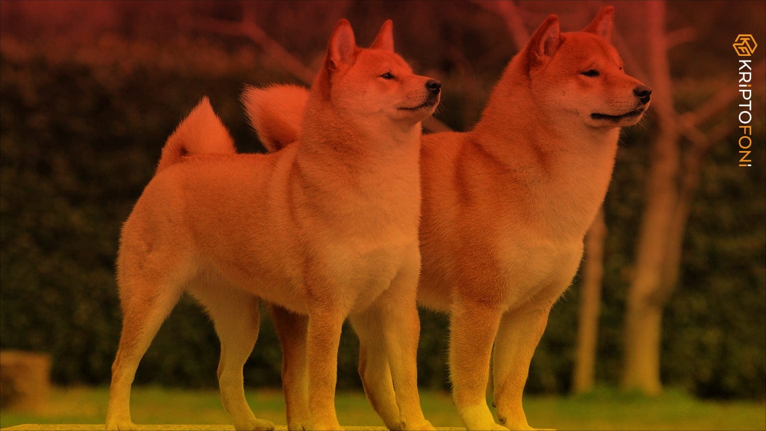 Shiba Inu’nun Popülaritesi Devam Ederken Ticaret Hacmi Düşüyor Popüler meme token Shiba Inu’ya yönelik sosyal hacim ve genel