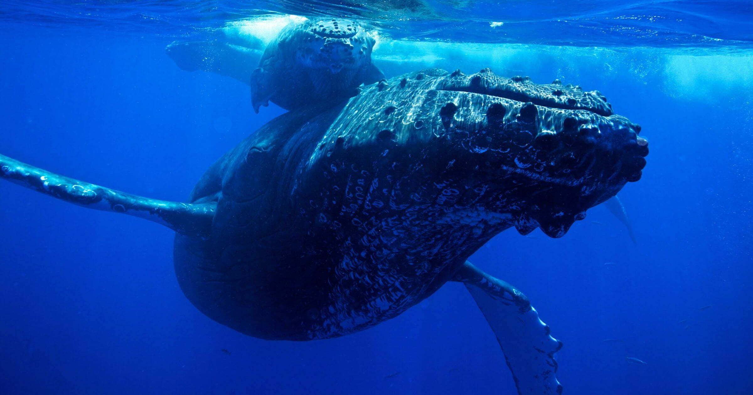 Kripto para balina takipçisi WhaleStats, en büyük Ethereum balinalarından birinin