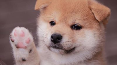 Baby Doge Coin, 2021 yılında Dogecoin'in geliştirilmiş bir versiyonu olarak