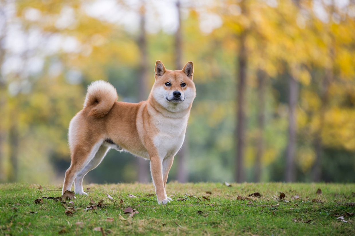 Shiba Inu’nun (SHIB) yakma oranı son 24 saatte %60,59 azaldı.