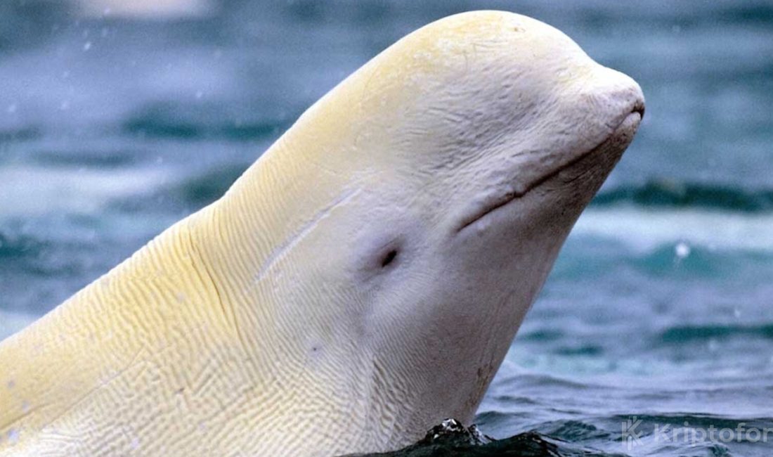 Bir gizemli balina bugün kripto para piyasasında önemli bir hamle